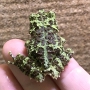 ベトナムモッシーフロッグ