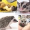 フクロモモンガ、ハリネズミ、ミーヤキャット他