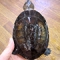 アマゾンカエルガメ
