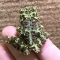ベトナムモッシーフロッグ
