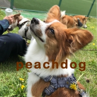 peachdog